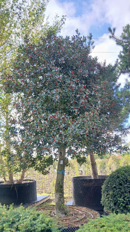Ilex aq. Siberia