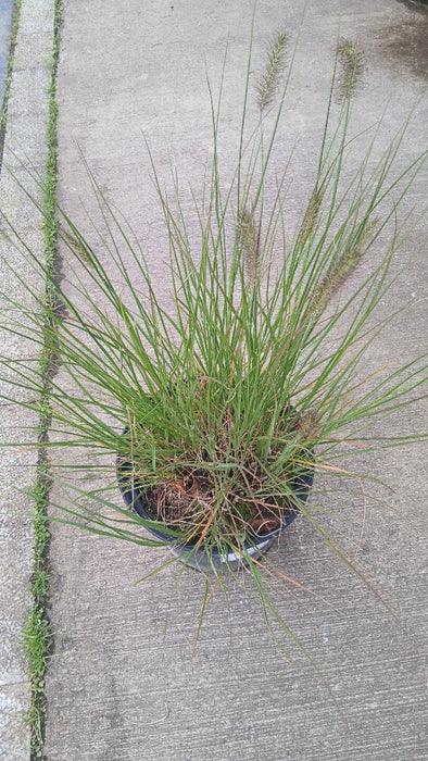 Pennisetum alopecuroides 'Hameln' (Fountain Grass)