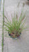 Pennisetum alopecuroides 'Hameln' (Fountain Grass)