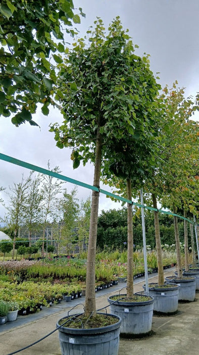 Tilia europaea 'Pallida' (Lime Tree)