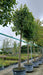 Tilia europaea 'Pallida' (Lime Tree)