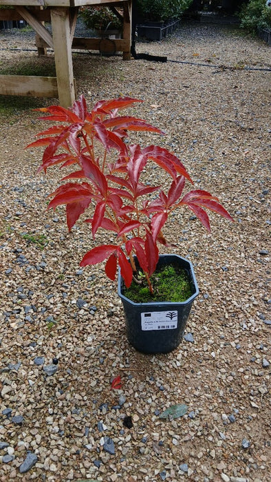 Paeonia 'Sarah Bernhardt' (Peony)