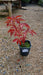 Paeonia 'Sarah Bernhardt' (Peony)