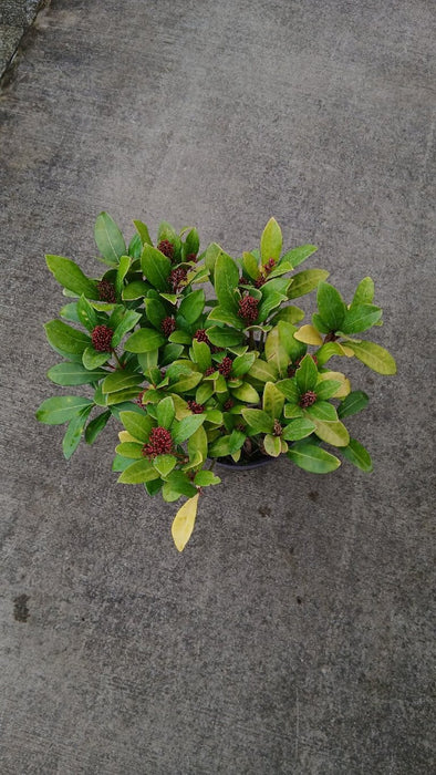 Skimmia japonica 'Rubella'