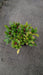 Skimmia japonica 'Rubella'