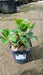 Helleborus niger