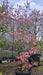 Cornus florida 'Rubra' (Flowering Dogwood)