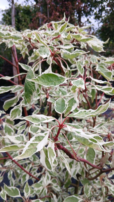 Cornus controversa 'Variegata' (Wedding Cake Tree)