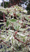 Cornus controversa 'Variegata' (Wedding Cake Tree)