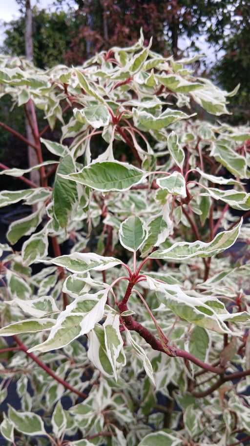 Cornus controversa 'Variegata' (Wedding Cake Tree)