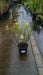 Coreopsis verticillata 'Moonbeam'