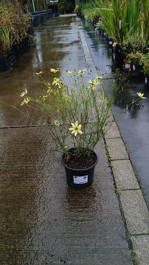 Coreopsis verticillata 'Moonbeam'