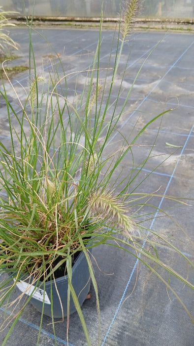 Pennisetum alopecuroides 'Little Bunny' (Dwarf Fountain Grass)