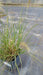 Pennisetum alopecuroides 'Little Bunny' (Dwarf Fountain Grass)