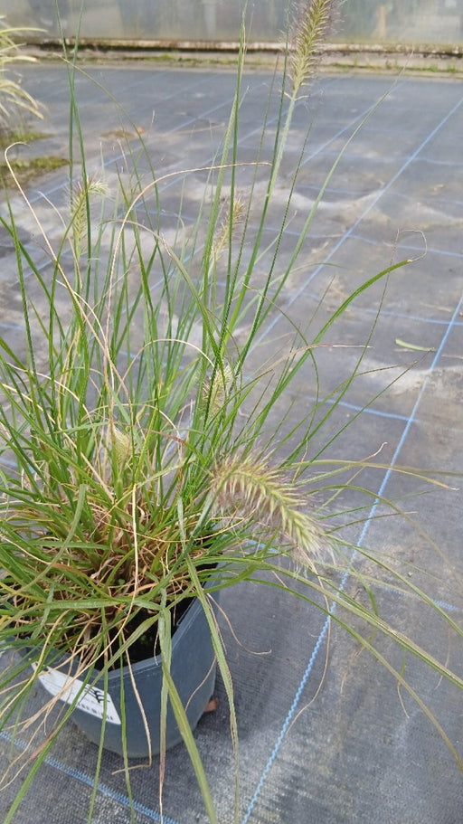 Pennisetum alopecuroides 'Little Bunny' (Dwarf Fountain Grass)