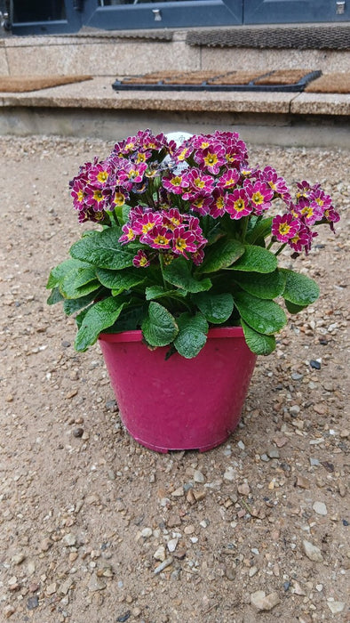 Primula veris 'Little Queen Violet' (Cowslip)