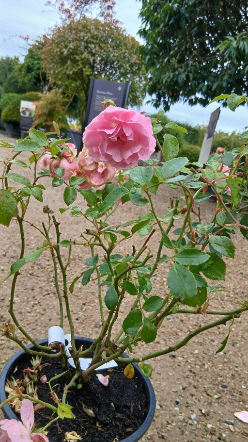 Rosa 'Bonica'