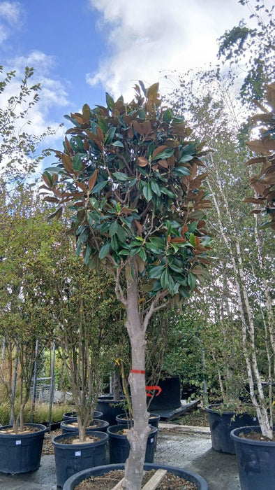 Magnolia grandiflora 'Galissonnière'
