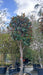 Magnolia grandiflora 'Galissonnière'