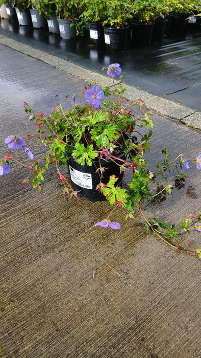 Geranium 'Rozanne'