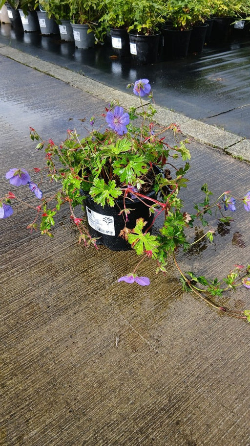 Geranium 'Rozanne'
