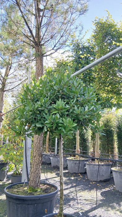 Laurus nobilis (Bay Laurel)