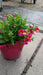 Nemesia 'Berry Delight'