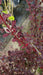 Berberis thunbergii 'Rose Glow'