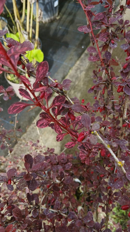 Berberis thunbergii 'Rose Glow'