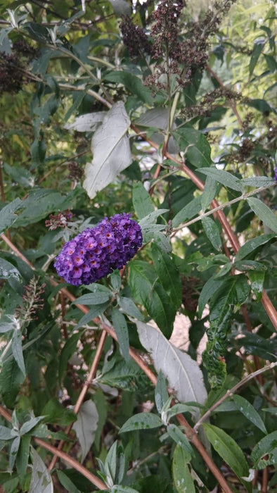 Buddleja davidii 'Black Knight'