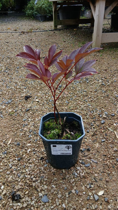 Paeonia 'Karl Rosenfield' (Peony)