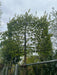 Carpinus betulus