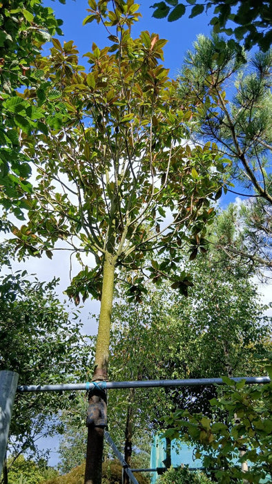 Magnolia grandiflora 'Gallissoniere'