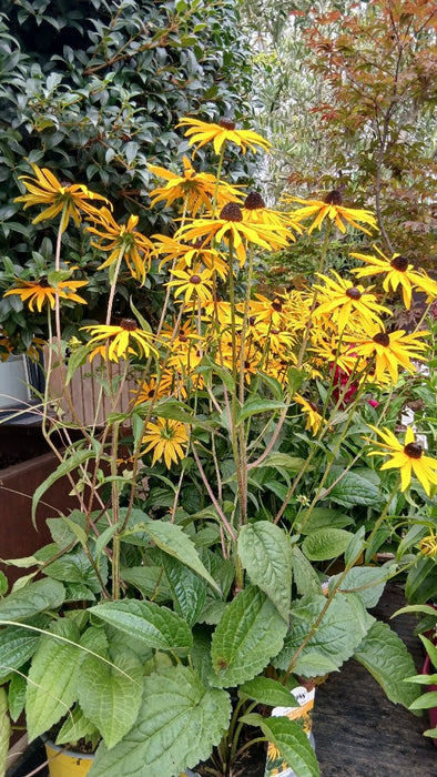 Rudbeckia fulgida 'Goldsturm' (Black-Eyed Susan)
