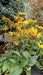 Rudbeckia fulgida 'Goldsturm' (Black-Eyed Susan)
