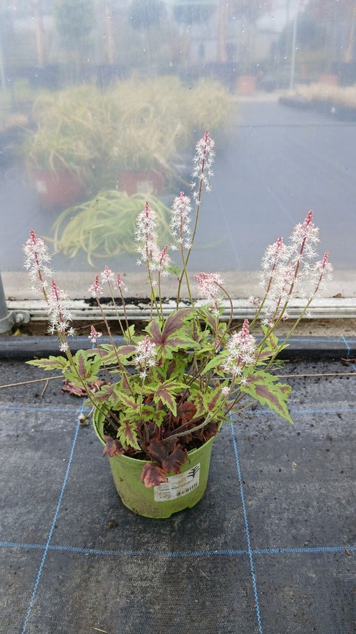 Tiarella 'Sugar and Spice' (Foamflower)