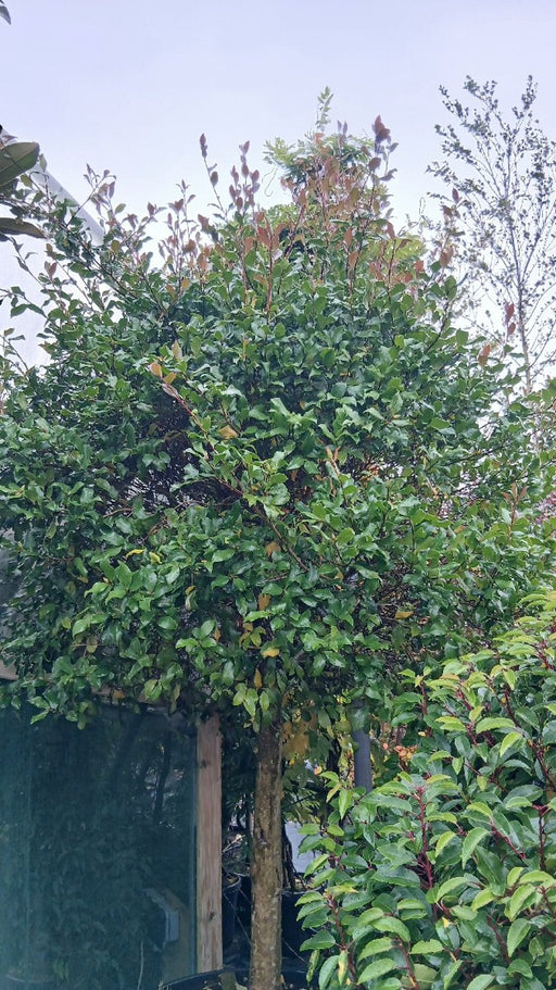 Camellia sasanqua 'Cleopatra'