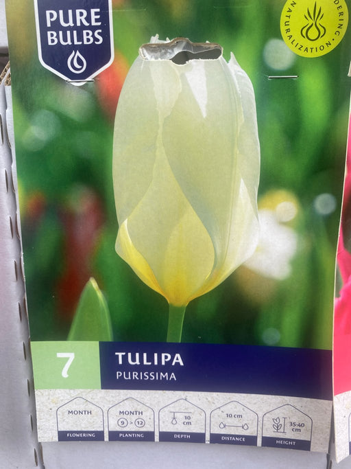Tulipa 'Purissima'