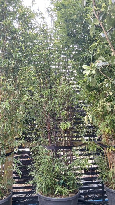 Phyllostachys nigra (Black Bamboo)