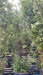 Phyllostachys nigra (Black Bamboo)