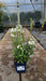 Physostegia virginiana 'Alba' (Obedient Plant)
