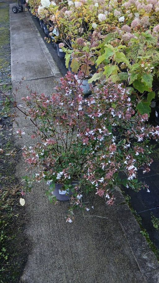 Hydrangea quercifolia
