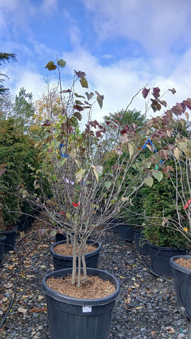 Cercis canadensis 'Red Force'