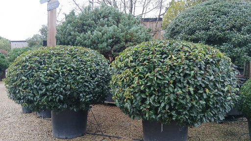 Prunus l. 'Angustifolia'