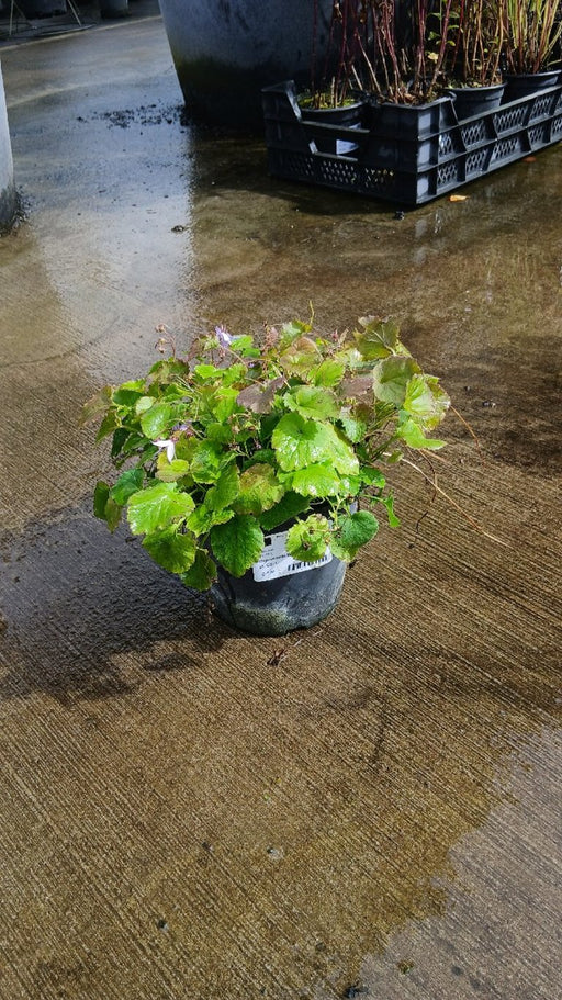 Campanula poscharskyana 'Lagoon Blue'