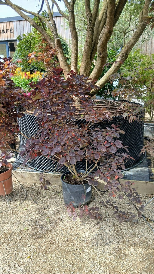 Cotinus coggygria 'Royal Purple'