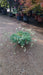 Silene uniflora (Sea Campion)