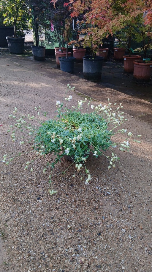 Silene uniflora (Sea Campion)