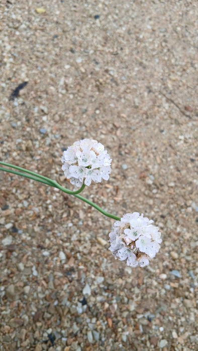 Armeria maritima 'Alba' (White Thrift)