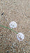 Armeria maritima 'Alba' (White Thrift)